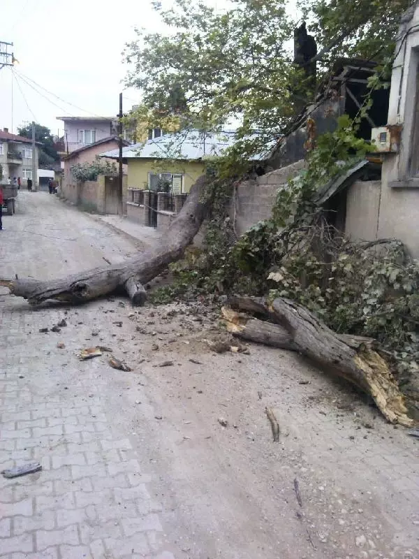 İznik'te 1257 Yıllık Çınar Tedavi Edilecek