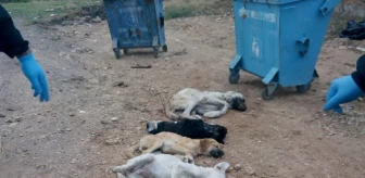 Hayvan Barınağında 18 Köpeğin Öldürüldü İddiasının Tarafları Konuştu