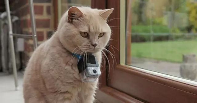 Bir Kedi Kamerasi Nasil Imal Edilir Haberler Teknoloji