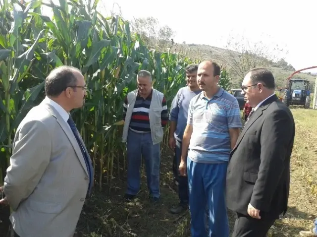 Çaycuma'da Slajlık Mısır Hasadı Yapıldı