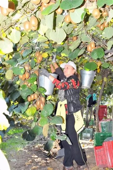 3. Yalova Subaşı Kivi Festivali Tanıtım Toplantısı 3. Yalova Subaşı Kivi Festivali Tanıtım Toplantısı