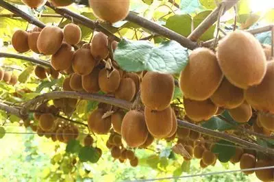 Kivi Üretiminin %70'i Yalova'dan Kivi Üretiminin %70'i Yalova'dan