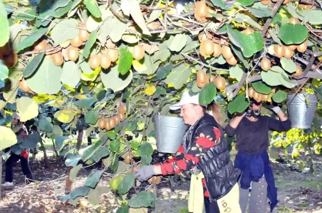Türkiye'nin Kivi İhtiyacının Yüzde 70'ini Yalova Karşılayacak Türkiye'nin Kivi İhtiyacının Yüzde 70'ini Yalova Karşılayacak