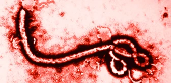 Dünya Sağlık Örgütü: 2015'te Milyonlarca Doz Ebola Aşısı Üretilecek