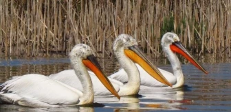 Tepeli Pelikanlar İçin Yürüdüler
