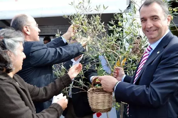 Ayvalık'ta Uluslararası Zeytin Hasat Günleri Başladı Ayvalık'ta Uluslararası Zeytin Hasat Günleri Başladı
