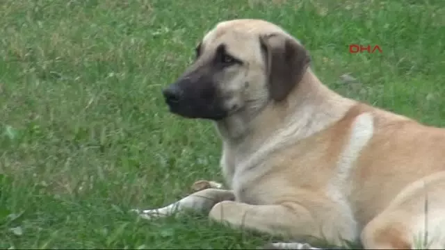 Bu Semtte Vatandaslar Ellerinde Sopa Ve Kopek Savarlarla Geziyor Izmit