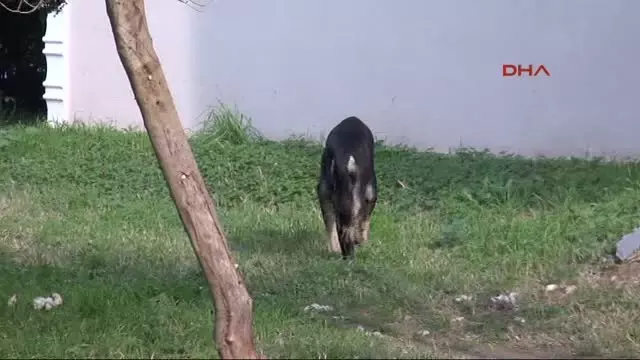 Bu Semtte Vatandaslar Ellerinde Sopa Ve Kopek Savarlarla Geziyor Izmit