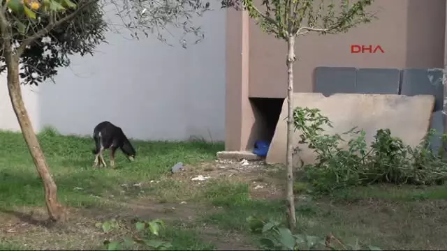 Bu Semtte Vatandaslar Ellerinde Sopa Ve Kopek Savarlarla Geziyor Izmit