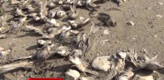Kahta'da Ölen Binlerce Balık Kıyıya Vurdu