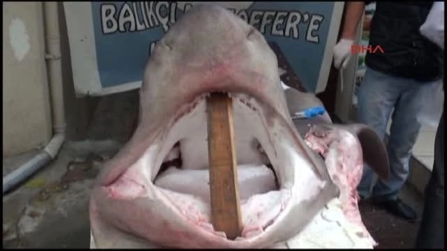 Üsküdar'da Kansere Şifa Niyetine Köpek Balığı Eti Dağıtıldı Haberler