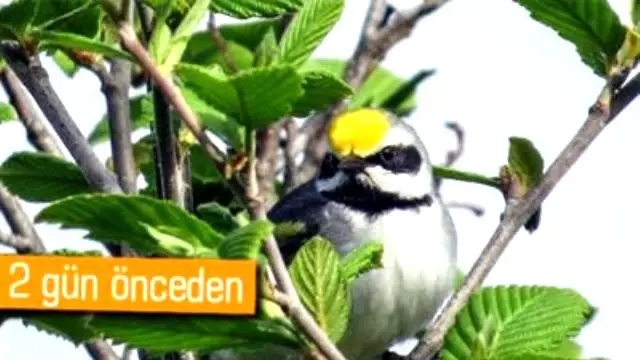 Kuşlar Fırtınayı Önceden Bilebiliyorlar Kuşlar Fırtınayı Önceden Bilebiliyorlar