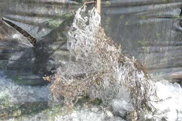 Anamur'da Seralar Buz Kesti Anamur'da Seralar Buz Kesti