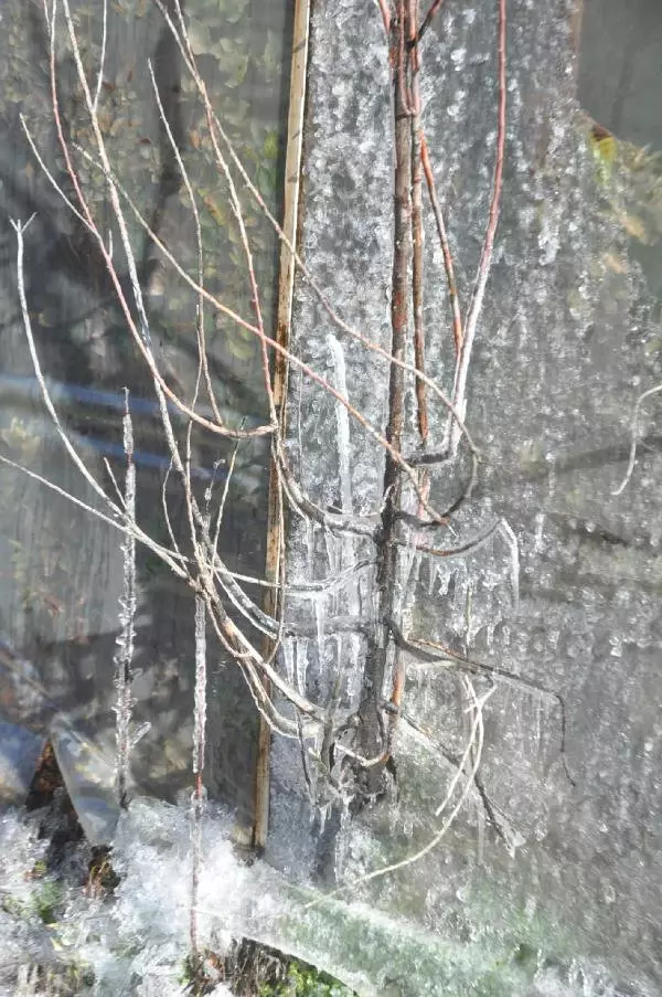 Anamur'da Seralar Buz Kesti Anamur'da Seralar Buz Kesti