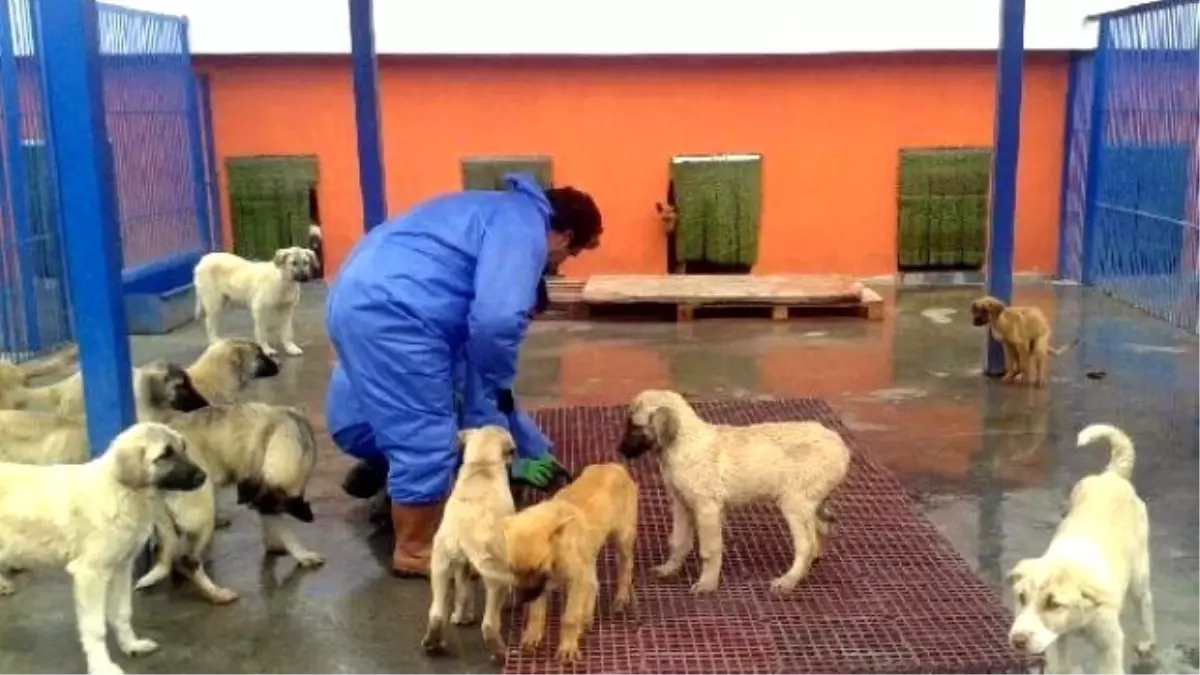 Kopekler Usumesin Diye Onlem Aldilar Haberler