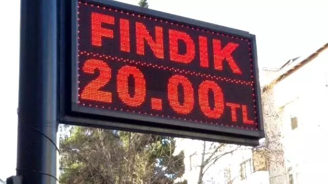 Fındık Kendi Rekorunu Kırdı Fındık Kendi Rekorunu Kırdı