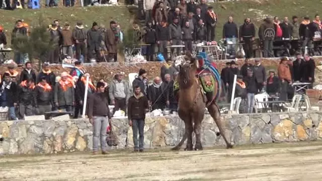 16. Kuşadası Deve Güreşi Şenliği Yapıldı 16. Kuşadası Deve Güreşi Şenliği Yapıldı