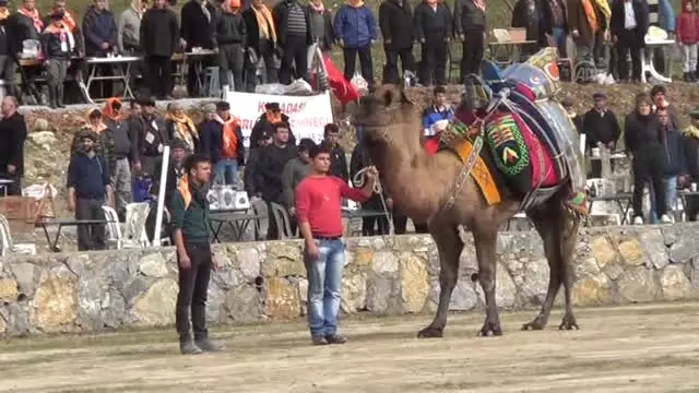 16. Kuşadası Deve Güreşi Şenliği Yapıldı 16. Kuşadası Deve Güreşi Şenliği Yapıldı