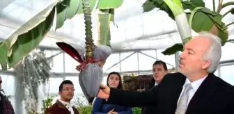 Aloe Vera: Başkan Saraçoğlu, Hekim Sinan Tıbbi Bitkiler Araştırma Merkezi'ni Ziyaret Etti Aloe Vera: Başkan Saraçoğlu, Hekim Sinan Tıbbi Bitkiler Araştırma Merkezi'ni Ziyaret Etti