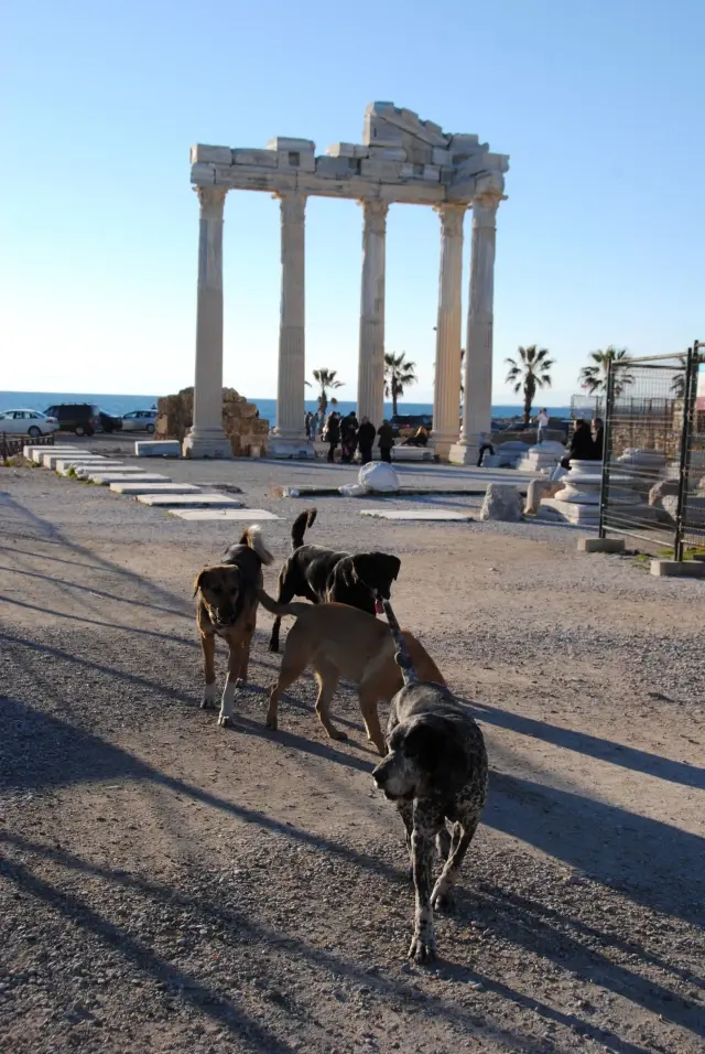 Antik Kent�te Ağzından Salya Akan Köpek Turistleri Korkuttu Haberler