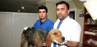 Barak Cinsi Av Kopegi 18 Gun Olu Yavrularini Karninda Tasimis Haberler