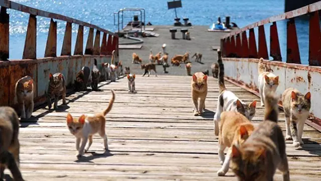 japonya nin kedi adasi nda 22 insan 120 den fazla kedi yasiyor