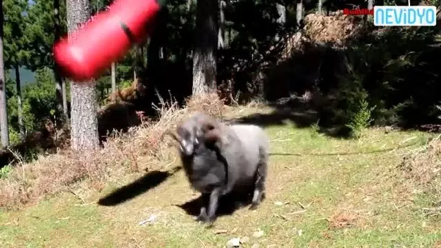 Kum Torbası Görünce Kendinden Geçti! Haber