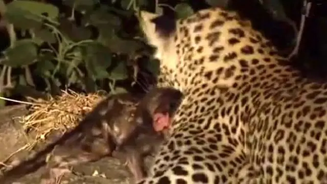 Leopar Yavru Maymunu Yedi Mi Haberler