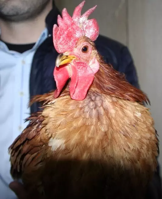 Bursa Da Malezya Ve Hint Tavuklari Araba Fiyatina Satiliyor