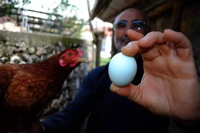 Sarı Tavuğun Mavi Yumurtası Şaşırttı Sarı Tavuğun Mavi Yumurtası Şaşırttı