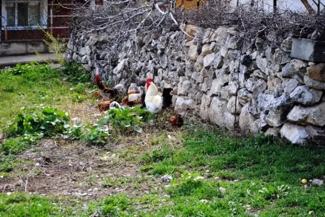 Sarı Tavuğun Mavi Yumurtası Şaşırttı Sarı Tavuğun Mavi Yumurtası Şaşırttı