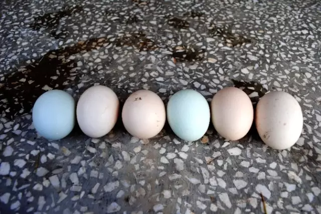 Sarı Tavuğun Mavi Yumurtası Şaşırttı Sarı Tavuğun Mavi Yumurtası Şaşırttı