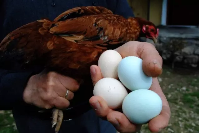Sarı Tavuğun Mavi Yumurtası Şaşırttı Sarı Tavuğun Mavi Yumurtası Şaşırttı