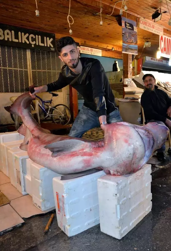 Mersin�de 4 Metre Boyunda Köpek Balığı Yakalandı Haberler