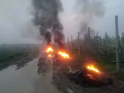 Çiftçiler Ateş Yakarak Meyve Ağaçlarını Dondan Korumaya Çalışıyor Çiftçiler Ateş Yakarak Meyve Ağaçlarını Dondan Korumaya Çalışıyor