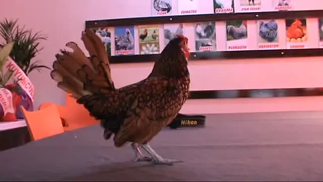 Bu Tavukların Yumurtaları da Çok Kazançlı Bu Tavukların Yumurtaları da Çok Kazançlı