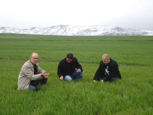 Buğdayda Sarı Pas Hastalığı Riski Oluştu Haberler Ekonomi