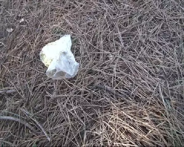 Beykoz'daki Orman Yangını 1 Saatte Kontrol Altına Alındı Beykoz'daki Orman Yangını 1 Saatte Kontrol Altına Alındı