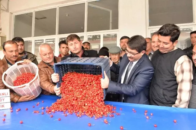 2015'in İlk Kirazı Görücüye Çıktı 2015'in İlk Kirazı Görücüye Çıktı
