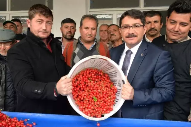2015'in İlk Kirazı Görücüye Çıktı 2015'in İlk Kirazı Görücüye Çıktı