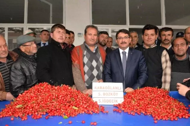 2015'in İlk Kirazı Görücüye Çıktı 2015'in İlk Kirazı Görücüye Çıktı