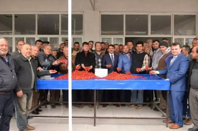 2015'in İlk Kirazı Görücüye Çıktı 2015'in İlk Kirazı Görücüye Çıktı
