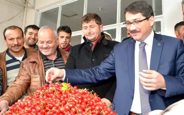 2015'in İlk Kirazı Görücüye Çıktı 2015'in İlk Kirazı Görücüye Çıktı