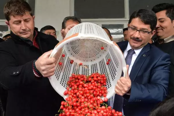 Manisa'da Sezonun İlk Kirazı 150 Liradan Alıcı Buldu Manisa'da Sezonun İlk Kirazı 150 Liradan Alıcı Buldu