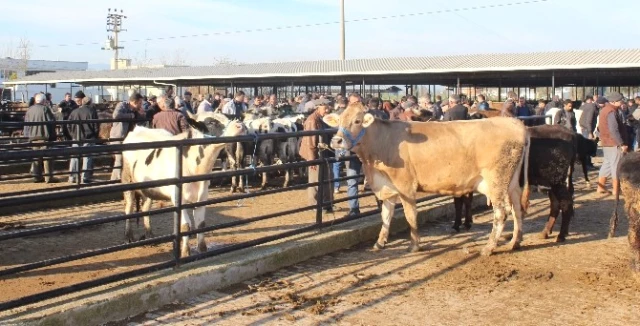 Et ve Süt Fiyatları Arttı Hayvan Pazarı Hareketlendi Haberler