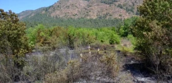 Köyceğiz'de Yürekleri Ağza Getiren Orman Yangını (2)- Yeniden