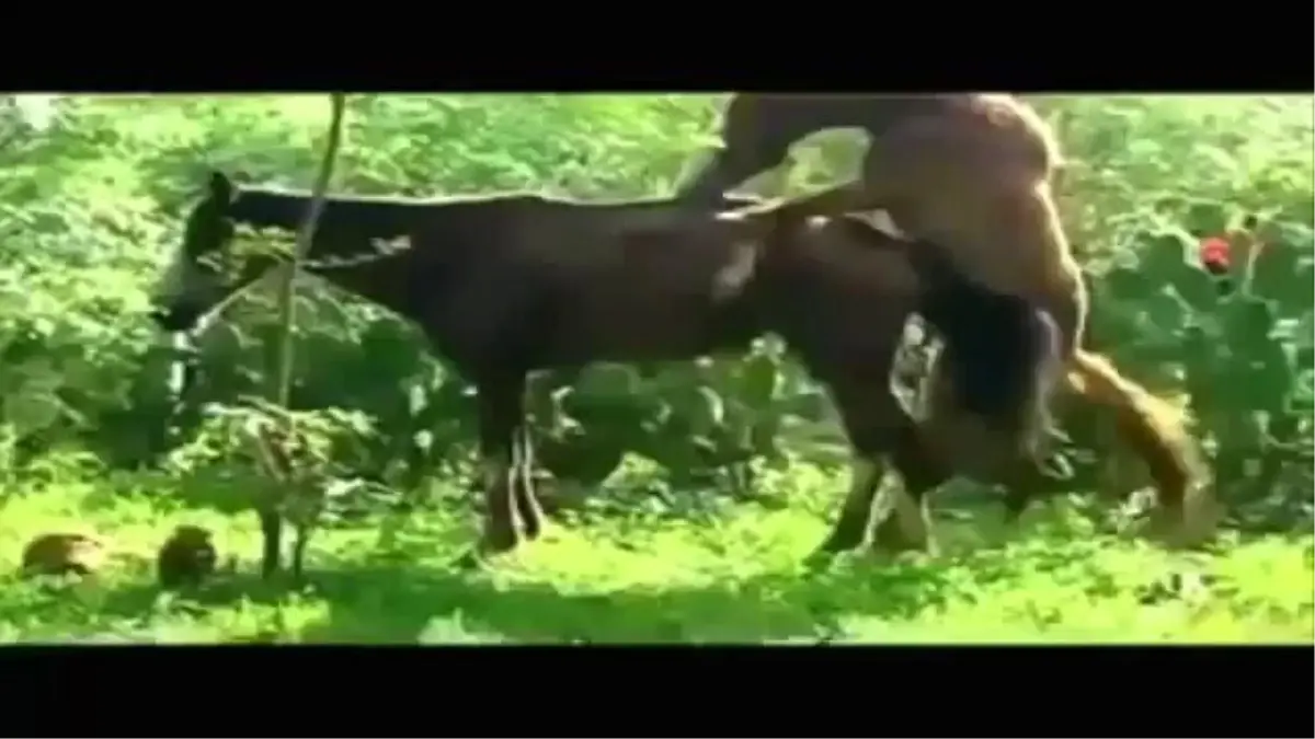 Atların ve eşeklerin çiftleşmesi