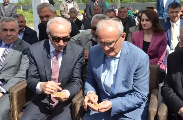 Bafra Ovası'nda 'Çeltik Ekim Günü'