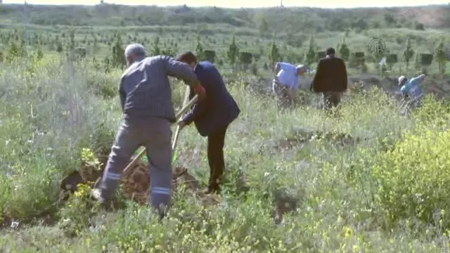 �Yeşilçamlık Hatıra Ormanı" Haberler