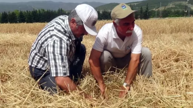 Hatay'da Buğday Hasadı Başladı
